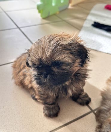 Ich suche liebevolle Hundeeltern für eine schöne kleine ShihTzu Hündin