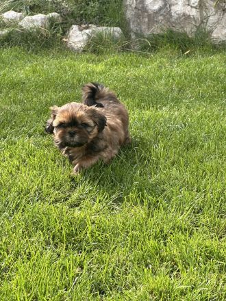 Shih Tzu Welpen aus verantwortungsvoller, liebevoller Aufzucht