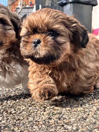 Ich suche liebevolle Hundeeltern für eine schöne kleine ShihTzu Hündin