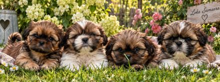 Shih Tzu Welpen aus verantwortungsvoller, liebevoller Aufzucht