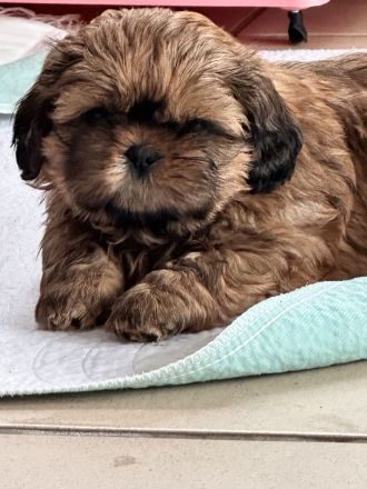 Ich suche liebevolle Hundeeltern für eine schöne kleine ShihTzu Hündin