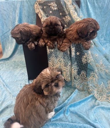 Ich suche liebevolle Hundeeltern für eine schöne kleine ShihTzu Hündin