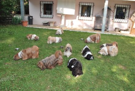 Shih Tzu Welpen – Reservierung für kommende Würfe (Bayern)