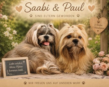 Shih Tzu Welpen
