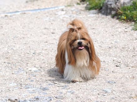 Shih Tzu Welpen – Reservierung für kommende Würfe (Bayern)