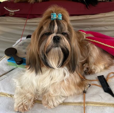 Ich suche liebevolle Hundeeltern für eine schöne kleine ShihTzu Hündin