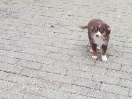 .Liebenswerte kinderliebe Mini ( Toy ) Aussies haben