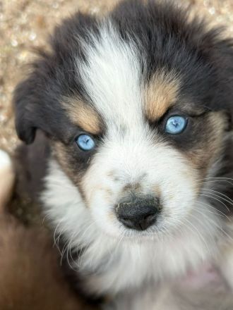 .Liebenswerte kinderliebe Mini ( Toy ) Aussies haben