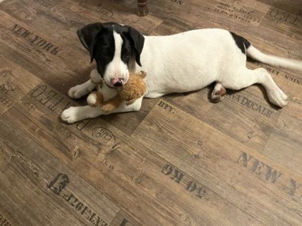 Unser Labrador Rüde durfte eine wunderschöne Labrador