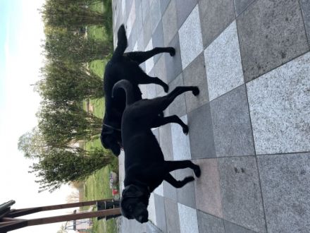 Unser Labrador Rüde durfte eine wunderschöne Labrador