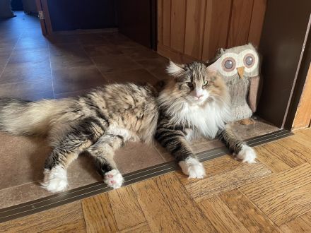 Norwegische Waldkatze, Kitten, Norweger, Katzenbabys