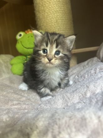Norwegische Waldkatze, Kitten, Norweger, Katzenbabys