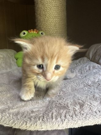 Norwegische Waldkatze, Kitten, Norweger, Katzenbabys