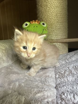 Norwegische Waldkatze, Kitten, Norweger, Katzenbabys