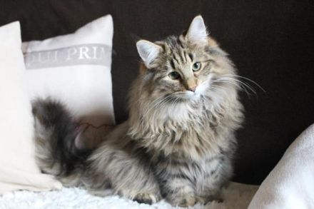 Norwegische Waldkatze, Kitten, Norweger, Katzenbabys