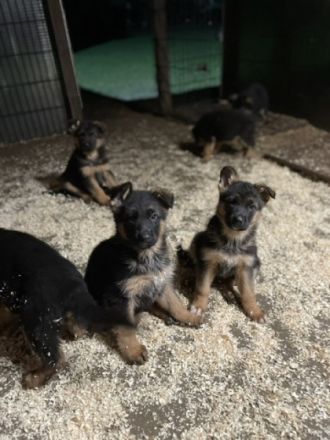 Meine Welpen werden ab der 8 Woche zum Verkauf