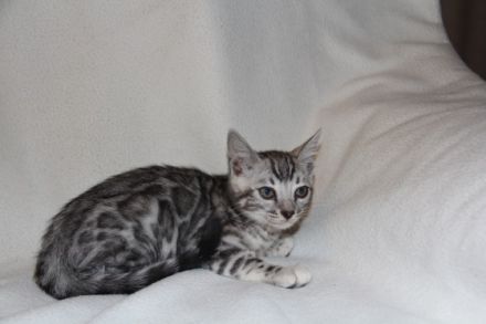 Bengalen von der Saffenburg