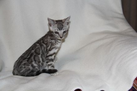 Bengalen von der Saffenburg