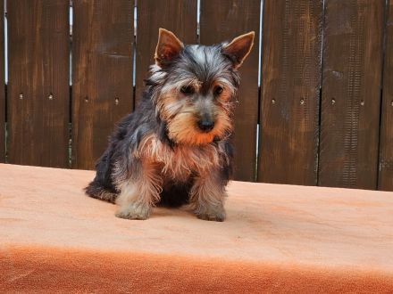 Australian Silky Terrier Welpen KfT/VDH/FCI Australian