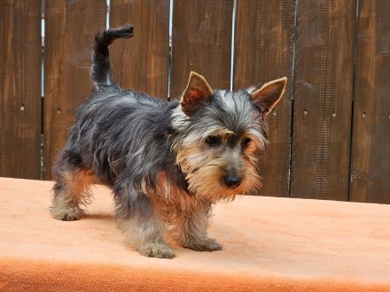 Australian Silky Terrier Welpen KfT/VDH/FCI Australian