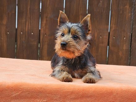 Australian Silky Terrier Welpen KfT/VDH/FCI Australian