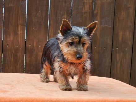 Australian Silky Terrier Welpen KfT/VDH/FCI Australian