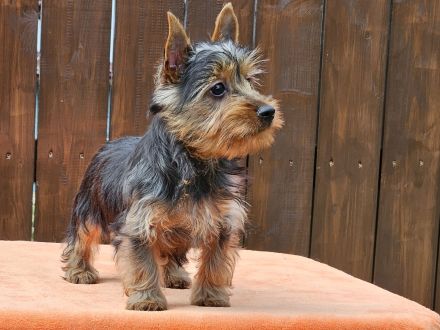 Australian Silky Terrier Welpen KfT/VDH/FCI Australian
