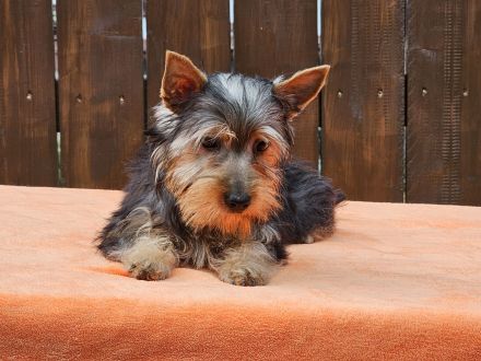 Australian Silky Terrier Welpen KfT/VDH/FCI Australian