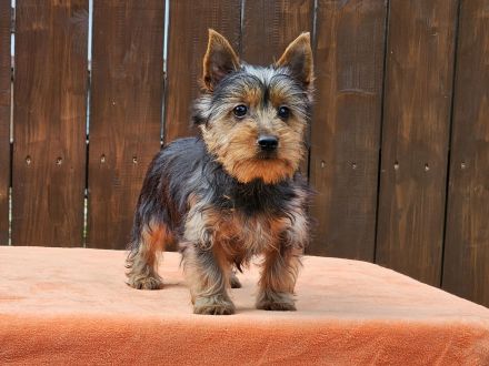 Australian Silky Terrier Welpen KfT/VDH/FCI Australian