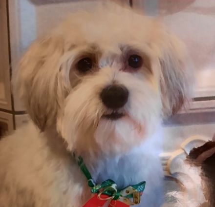 "von der Zauberschmiede"