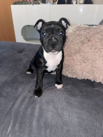 Hallo meine lieben mit vollem Stolz dürfen wir euch