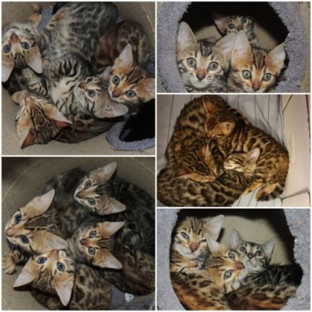 Wer hat noch keinen richtigen Freund? Oder haben sie