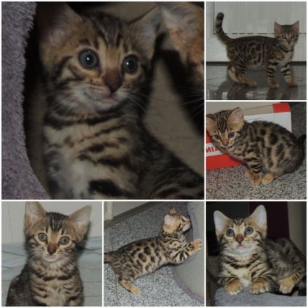 Wer hat noch keinen richtigen Freund? Oder haben sie