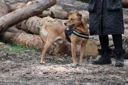 Mates, Name: MATES Aufenthaltsort: Tierheim Kopcany