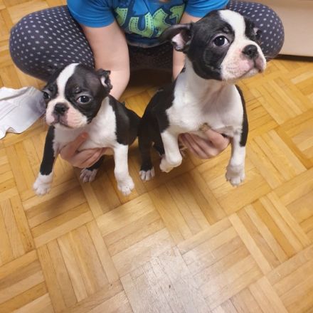 Ich verkaufe hier süße Boston Terrier Welpen 1 Rüden