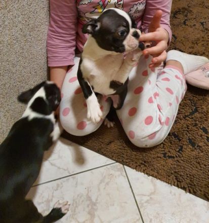 Ich verkaufe hier süße Boston Terrier Welpen 1 Rüden