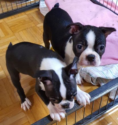 Ich verkaufe hier süße Boston Terrier Welpen 1 Rüden