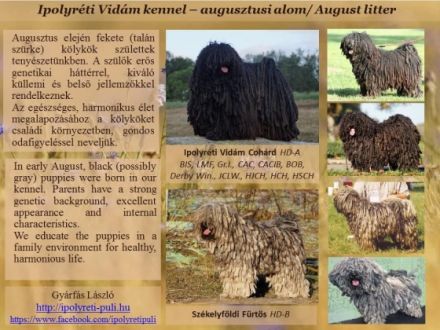 Ipolyréti Vidám OBSITOS 4 months old, friendly,