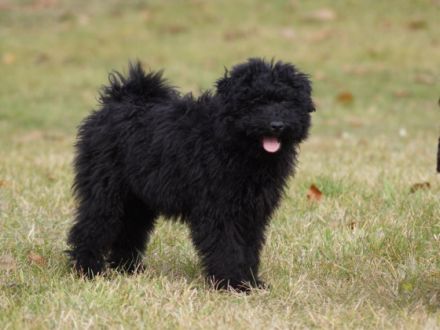 Ipolyréti Vidám OBSITOS 4 months old, friendly,