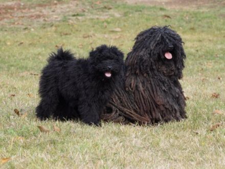 Ipolyréti Vidám OBSITOS 4 months old, friendly,