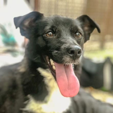 Kevin ist einer von circa 140 Hunden und 30 Katzen, die