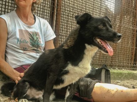 Kevin ist einer von circa 140 Hunden und 30 Katzen, die