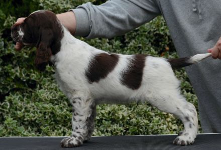 We have a liver white boy  FULL OF JOY "Mati"