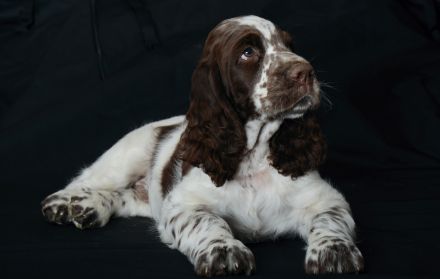 We have a liver white boy  FULL OF JOY "Mati"