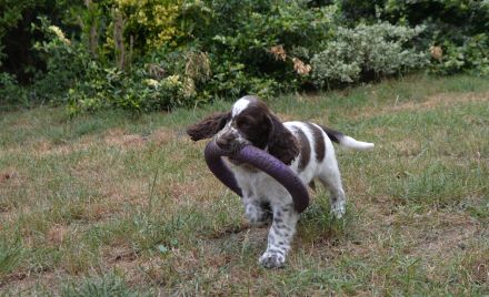 We have a liver white boy  FULL OF JOY "Mati"