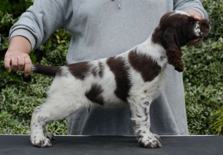 We have a liver white boy  FULL OF JOY "Mati"