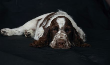 We have a liver white boy  FULL OF JOY "Mati"