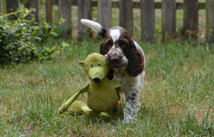 We have a liver white boy  FULL OF JOY "Mati"