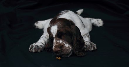 We have a liver white boy  FULL OF JOY "Mati"