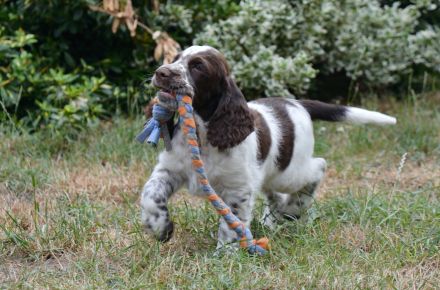 We have a liver white boy  FULL OF JOY "Mati"